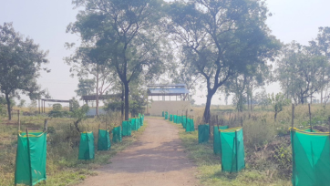 नृसिंह सह्याद्री देवराई वृक्षलागवड